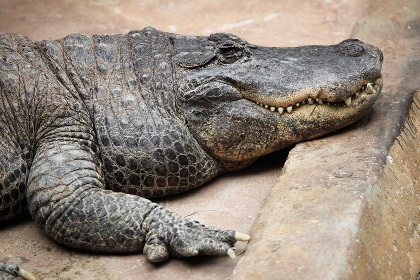 Ein Alligator mississippiensis. 