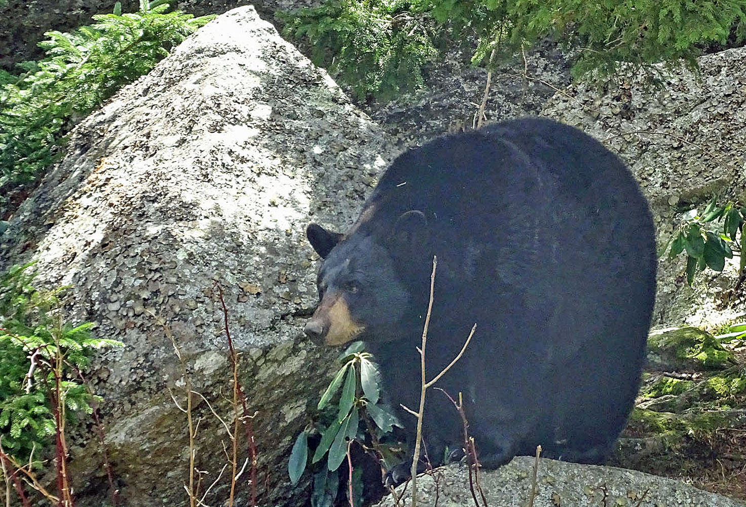 In den Blue Ridge Mountains lebt auch der Schwarzbär.