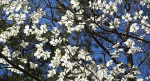 Baum 3 = Wunderschöne weiße Baumblüten.