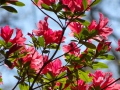 DSC05051