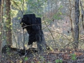 Im Wald1 sab
