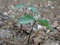 Im Wald10 sab