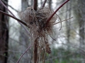 Im Wald5 sab