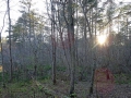 Im Wald6 sab