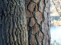 Im Wald7 sab