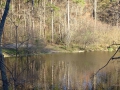 Im Wald8 sab