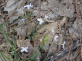 Im Wald9 sab