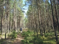 durch den Wald zum Strand whe