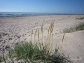 Hochsaison: Herrlicher Strand bei Gaili etwa 15 km südlich von Liepaja