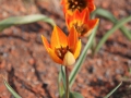 Tulpe10of.jpg