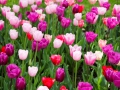 Tulpe1of.jpg
