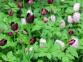 Tulpe2of.jpg