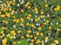 Tulpe4of.jpg
