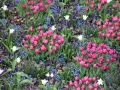 Tulpe5of.jpg