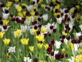 Tulpe6of.jpg