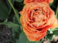 Tulpe7of.jpg