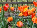 Tulpe9of.jpg