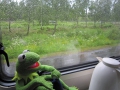 Kermit im Regen sab