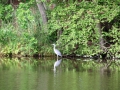Kormoran sab_bearbeitet-1