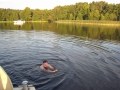 Wolf schwimmt sab_bearbeitet-1