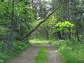 Urwald Baum geknickt sab