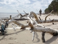 Strand Kap Kolka Wolf sab