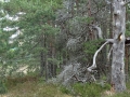 Abgestorbener Baum whe