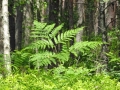 Farn im Wald sab