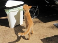 Katze zu Besuch sab