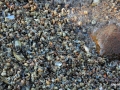 Muscheln sab