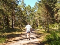 Wolf zum Strand sab