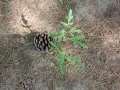 Natur1 sabof