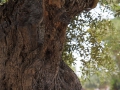 Natur11 sabof