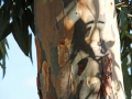 Natur3 sabof