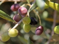 Natur6 sabof