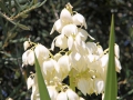 Natur7 sabof
