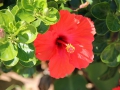Natur8 sabof