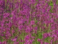 Pflanzenwuchs violett whe_bearbeitet-1