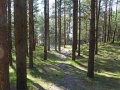 Weg zum Strand2 wheof