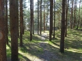 Weg-zum-Strand2-wheof