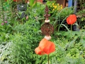 Die Blumenwiese darf wachsen sabof