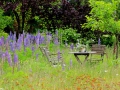 Sitzplatz mitten in Lupinen sabof