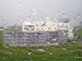 Schweinewetter sab